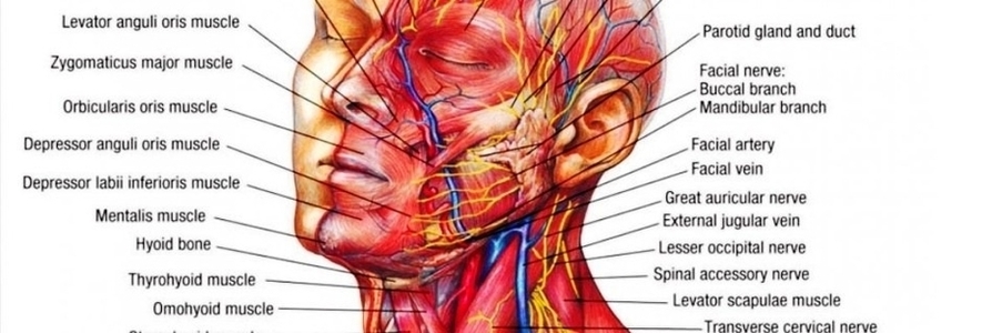 Muscular Anatomy Head And Neck Image