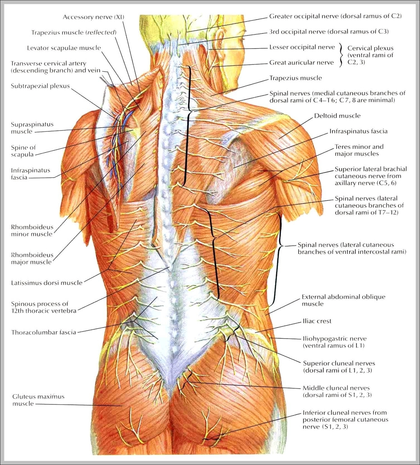 Nerves In Back Image