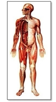 Nervous System Chart Front Photo Image