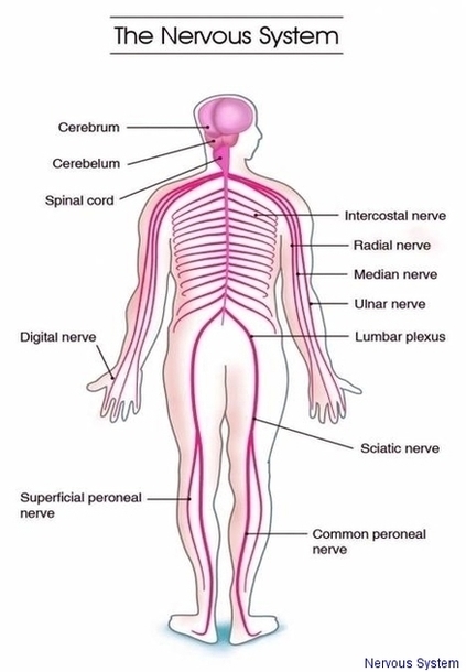 Nervous System Image