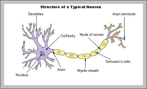 Neuron Anatomy Image