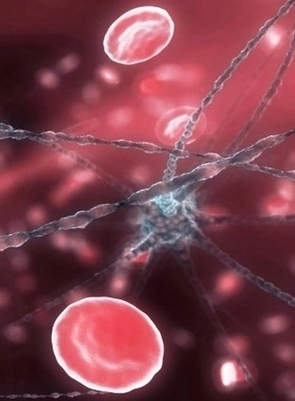 Neuron And Red Blood Cells Image