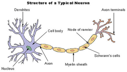 Neuron Diagram Image