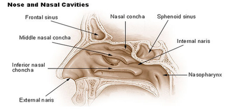 Nose Nasal Cavities Diagram Image