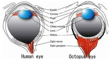 Ogura Et Al Octopus And Human Eyes Image