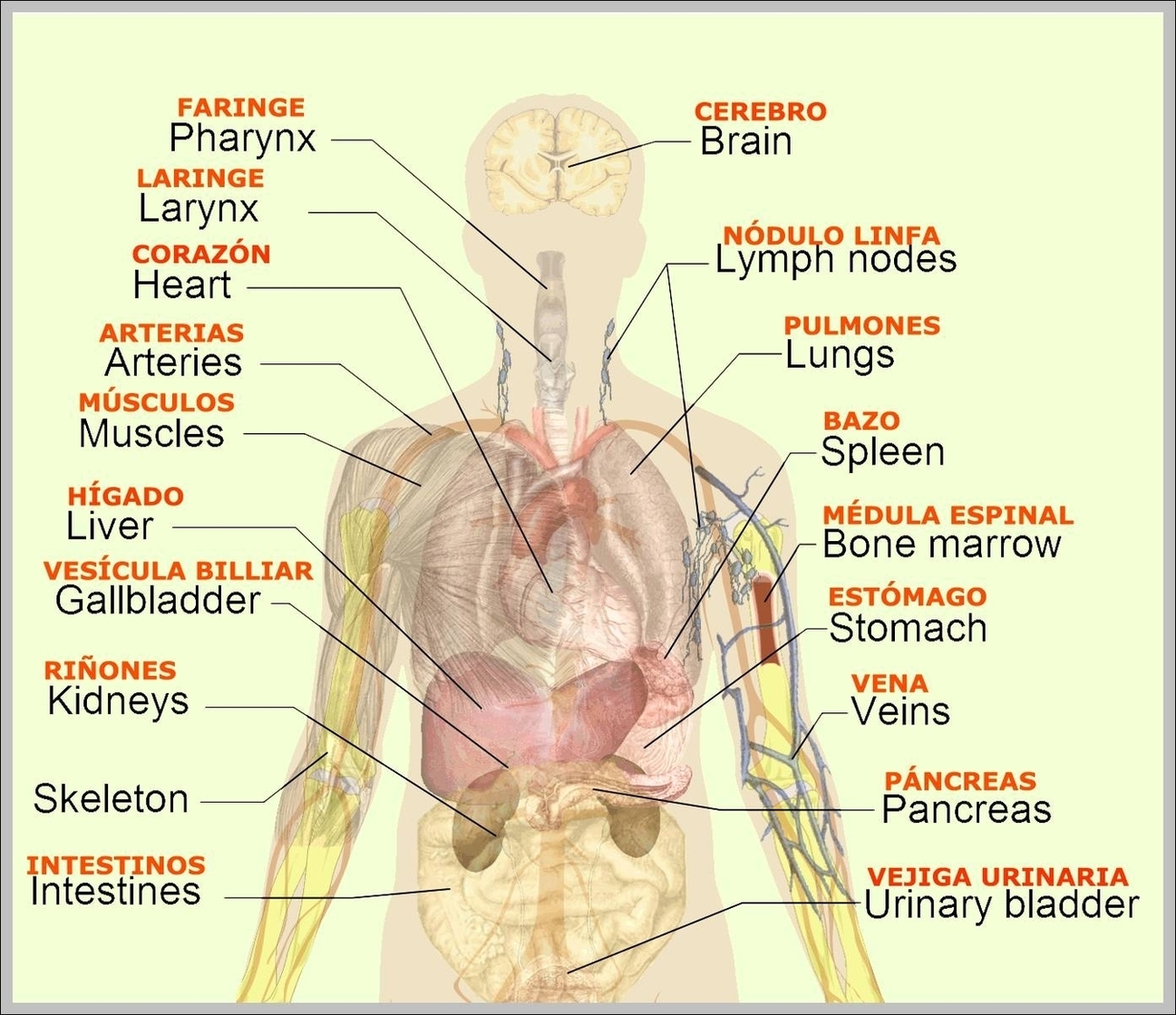 Organs In Human Body Diagram Image