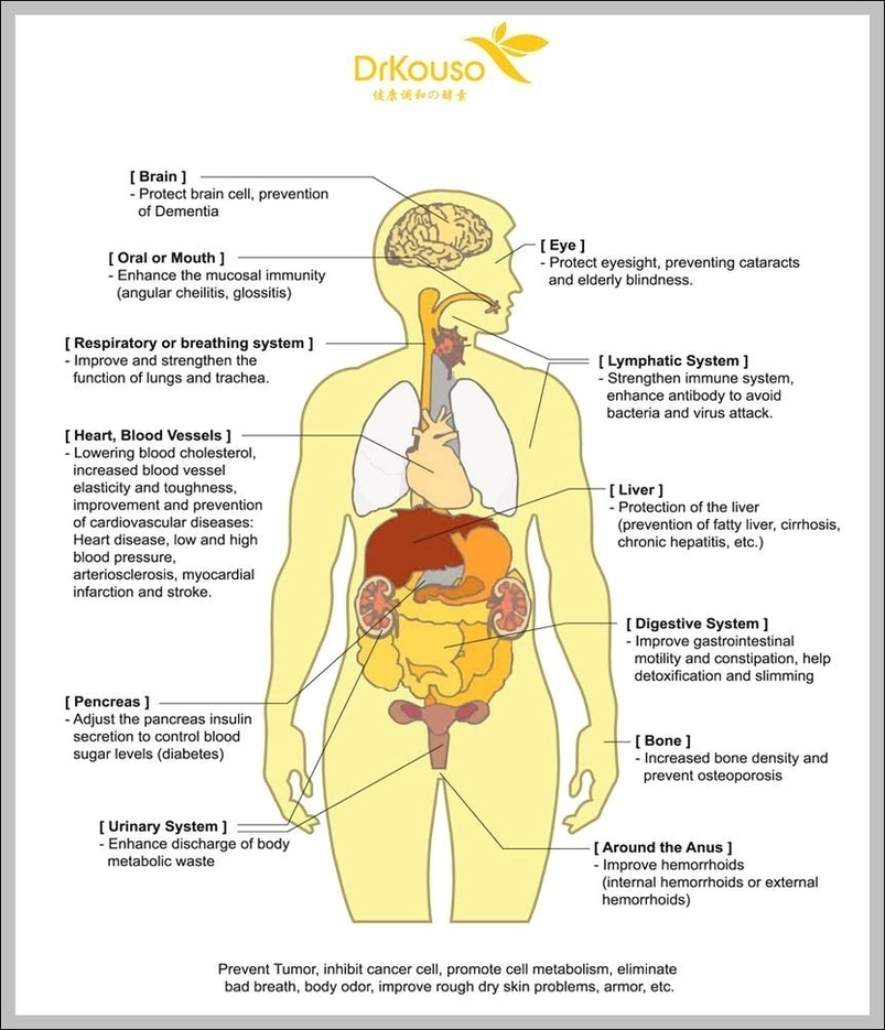 Organs In Human Body Image