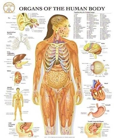 Organs Of The Human Body Image