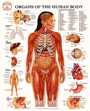 Organs Of The Human Body Image