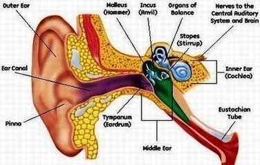 Outer Ear Anatomy Image