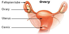 Ovary Diagram Image