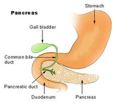 Pancreas Diagram Image
