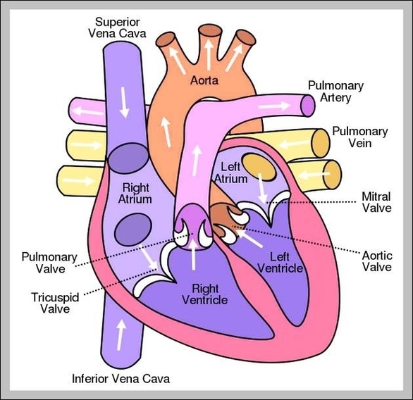 Parts Of The Human Heart Image