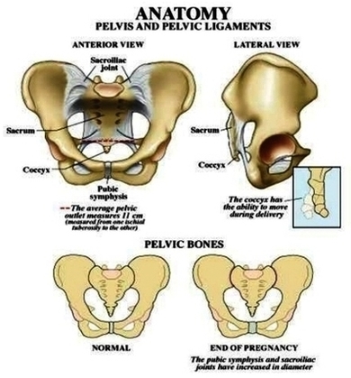 Pelvic Bone Anatomy Image