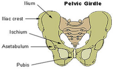 Pelvic Girdle Diagram Image