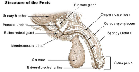 Penis Diagram Image