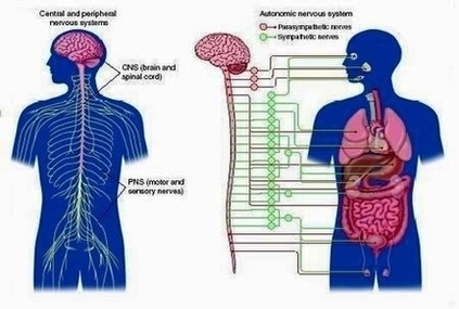 Peripheral Nervous System Image