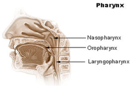 Pharynx Diagram Image