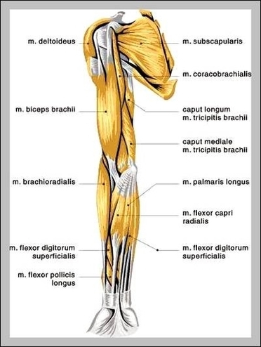 Picture Of Arm Muscles Image