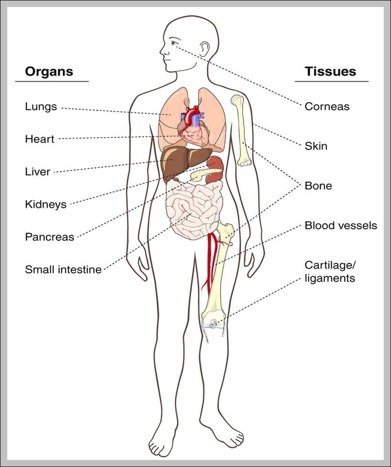 Picture Of Body Organs Location Image