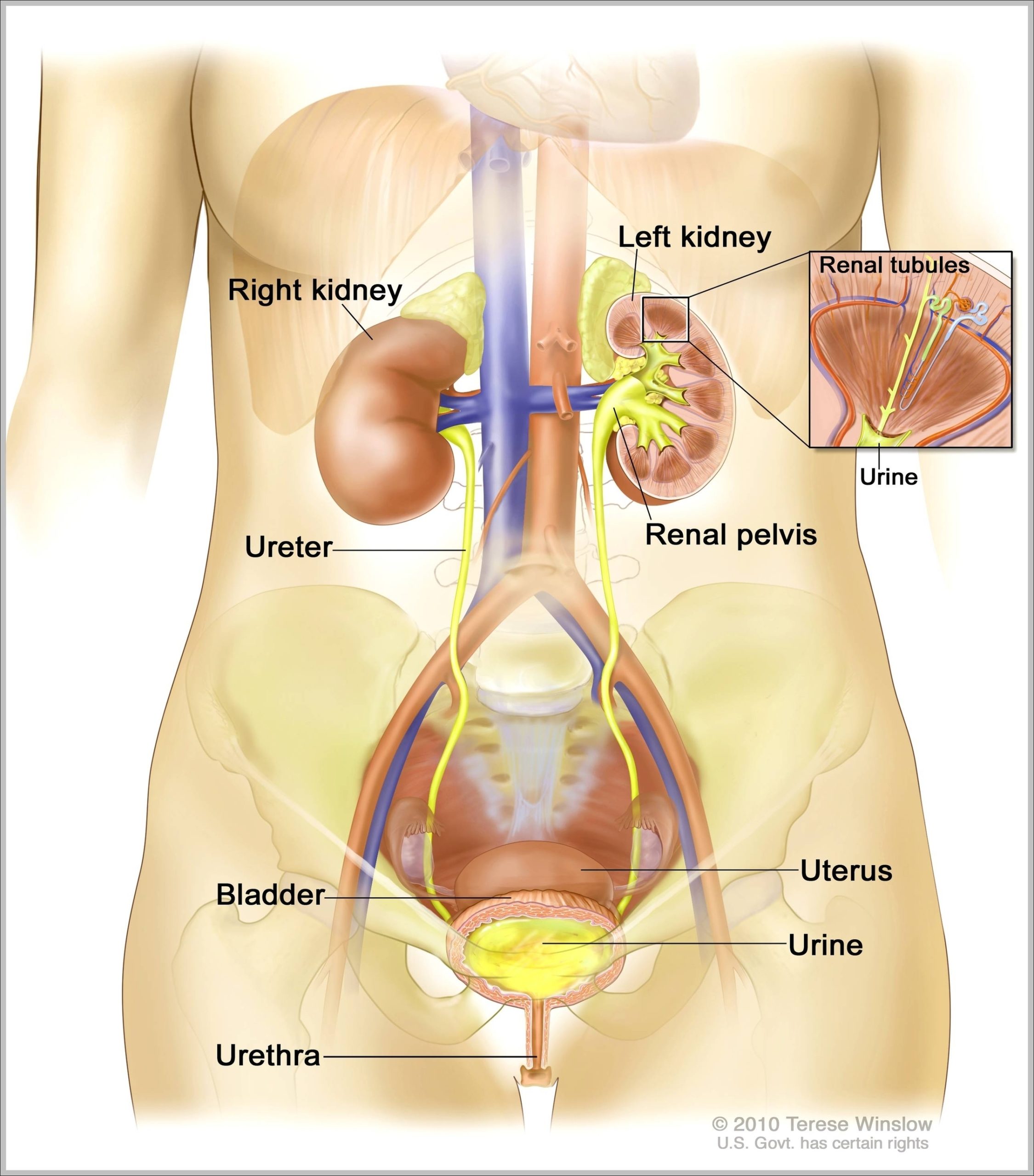Picture Of Female Reproductive System Diagram Image scaled