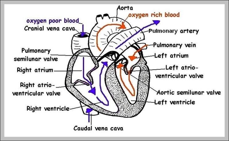 Picture Of Heart Labeled Image