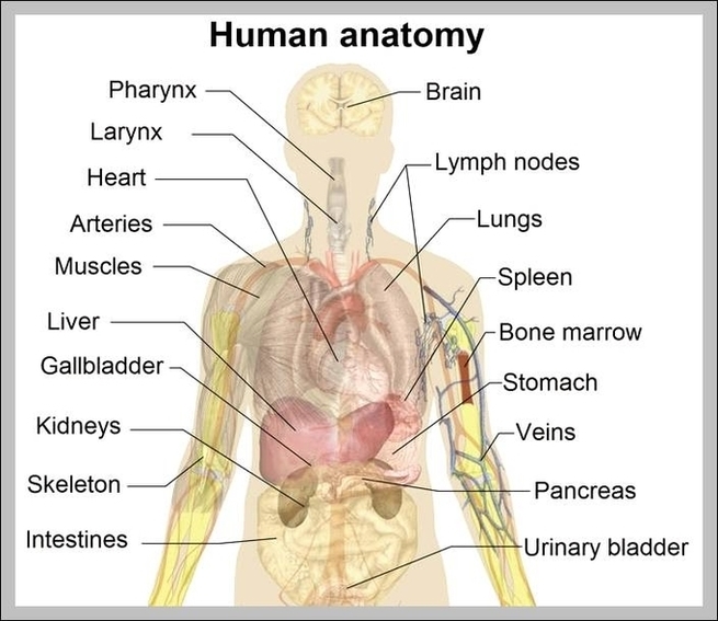 Picture Of Human Organs In Body Image