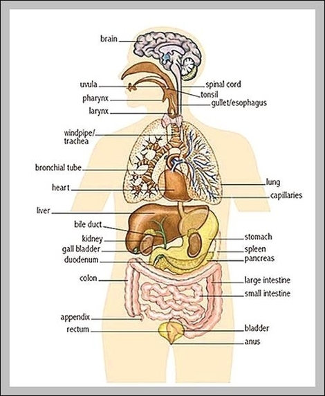 Picture Of Internal Organs Of Human Body Image