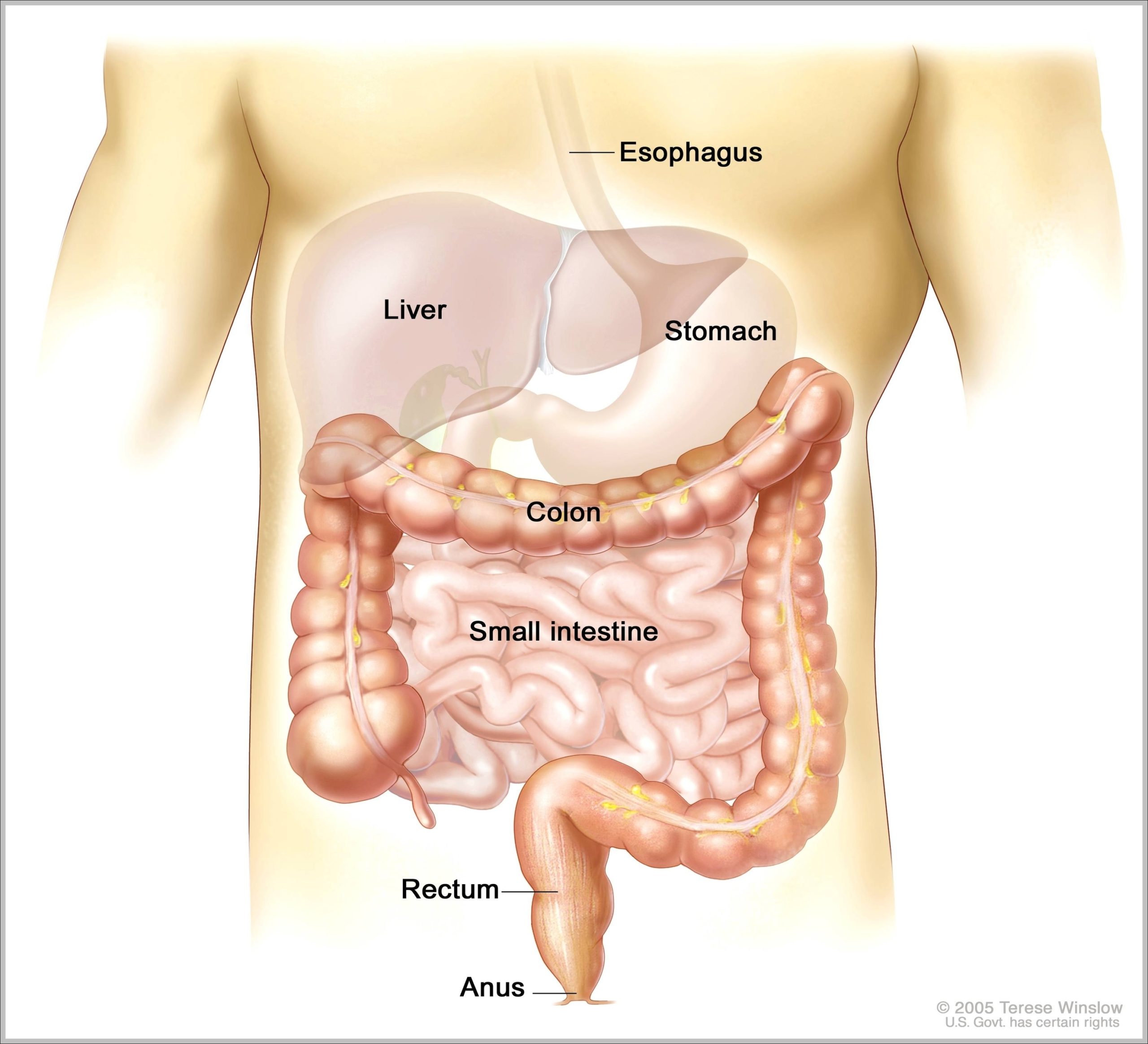 Picture Of Intestines Image scaled