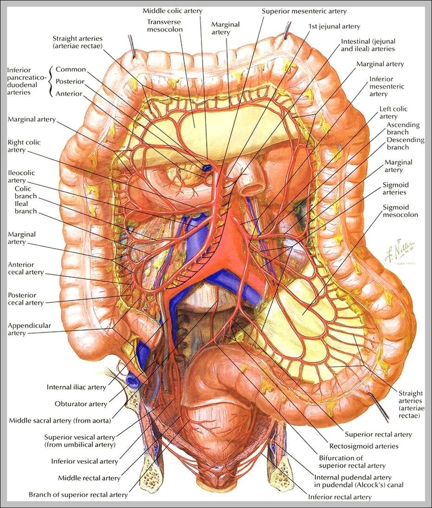 Picture Of Intestines In Human Body Image
