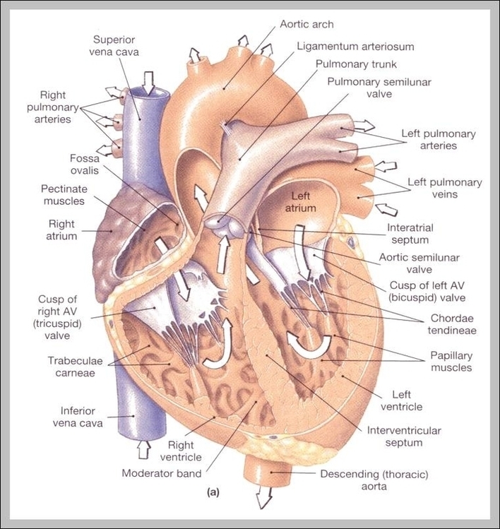 Picture Of The Anatomy Image