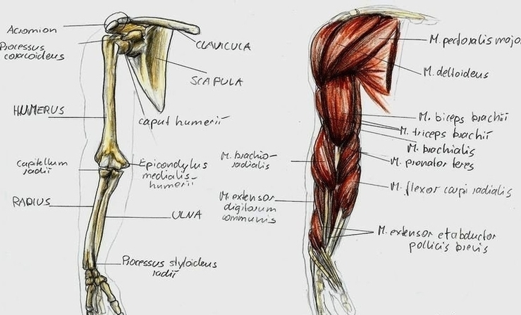 Pictures Anatomy Arm By Bk Image