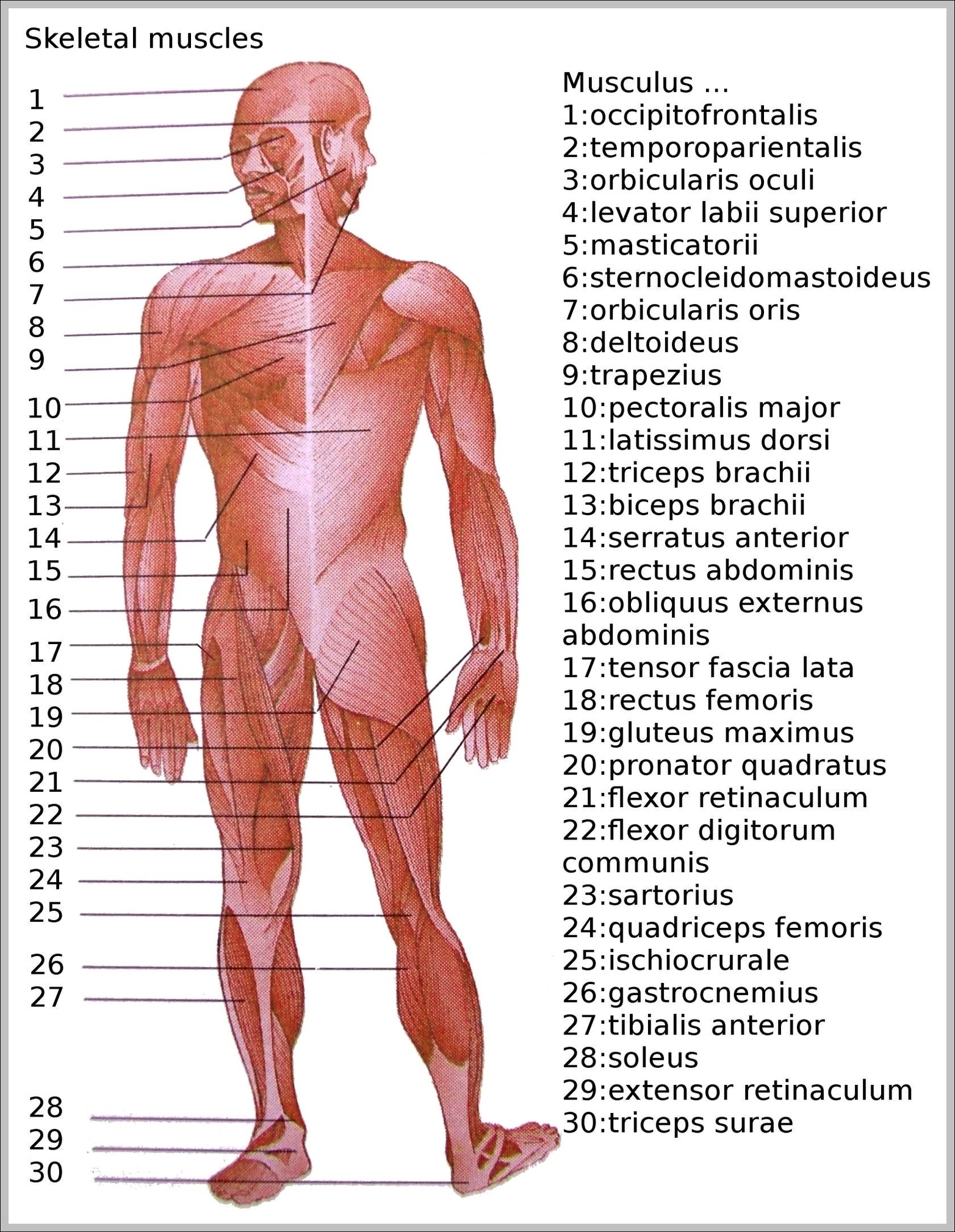 Pictures Of Skeletal Muscles Image