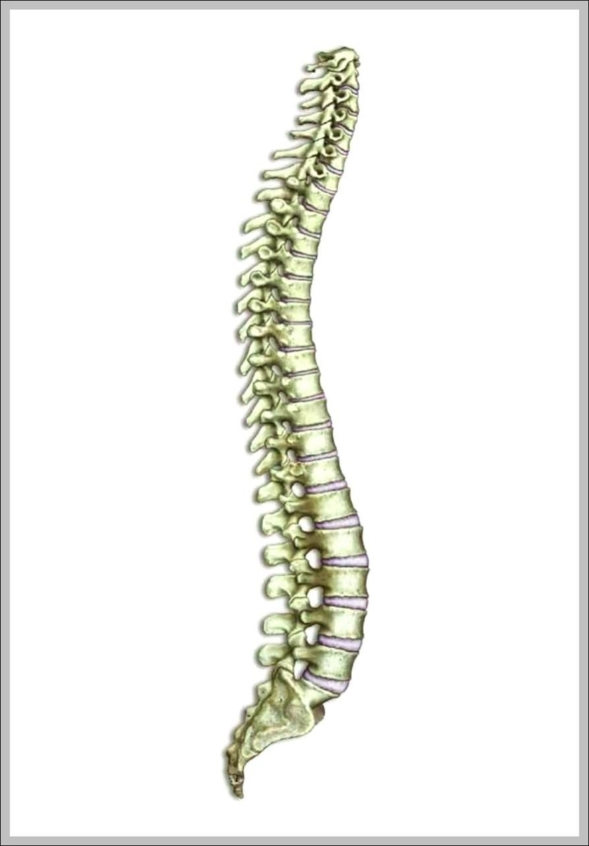 Pictures Of Spines Image