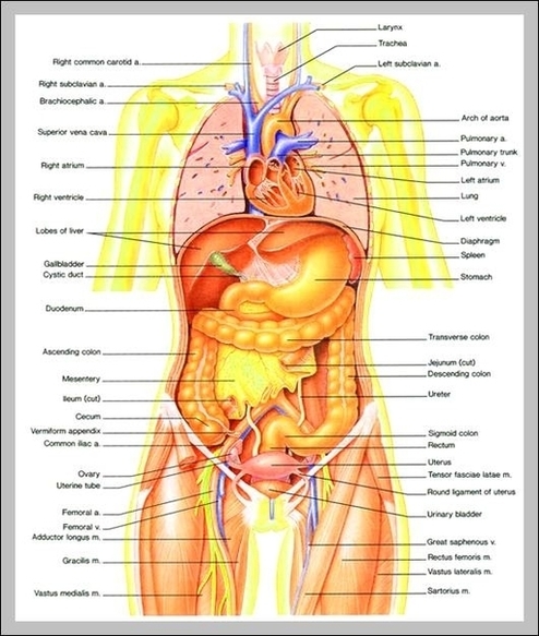 Pictures Of The Body Organs Image