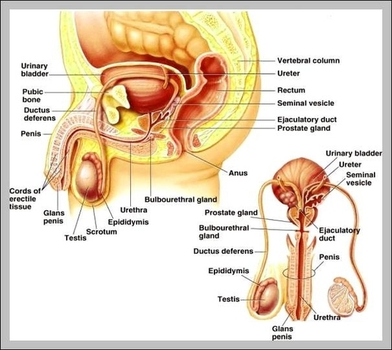 Pictures Of The Male Anatomy Image