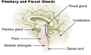 Pituitary Pineal Glands Diagram Image