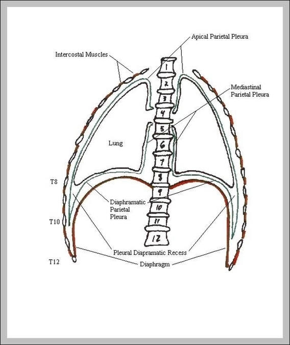 Pleural Cavity Image