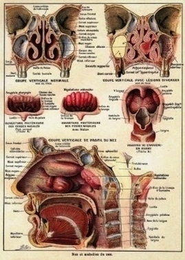 Pose Sinuses Anatomy Poster In French Refadfcfbfe Vevj Byvr Image