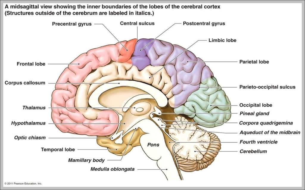 Posterior Commissure Image - Graph Diagram