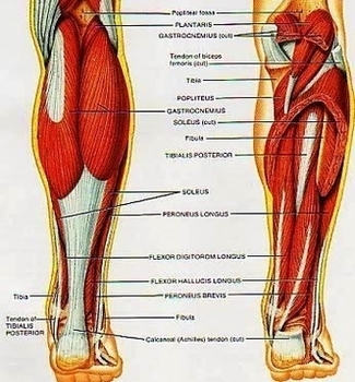 Power Leg Muscle Group Image