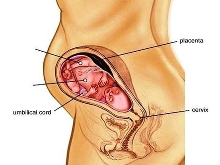 Pregnancy Anatomy Image