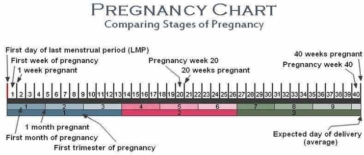 Pregnancy Chart Image