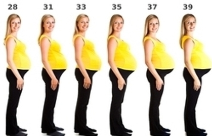 Pregnancy Week By Week Image
