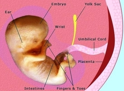 Pregnancy Weeks Fetus Development Image