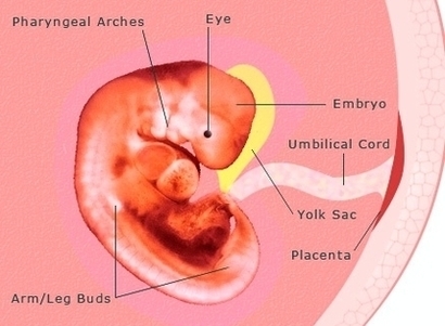 Pregnancy Weeks Pregnant Embryo Development Image