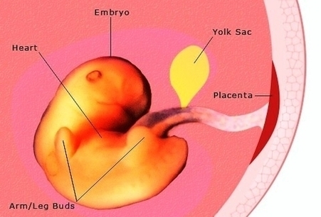 Pregnancy Weeks Pregnant Embryo Development Photos Image