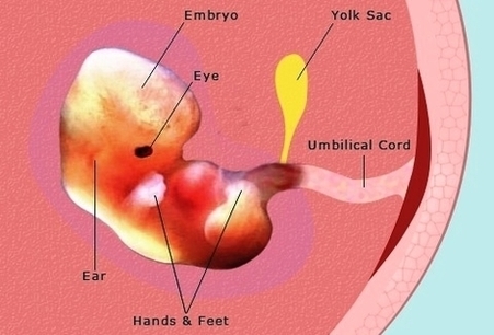 Pregnancy Weeks Pregnant Embryo Fetus Development Image