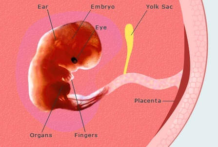 Pregnancy Weeks Pregnant Embryo Fetus Development Image