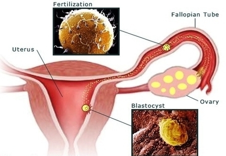 Pregnancy Weeks Pregnant Female Reproduction Fertilization Image